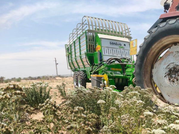 macchine agricole per la raccolta di erbe aromatiche, medicinali ed ortaggi in foglia macchine agricole per la raccolta di erbe aromatiche, medicinali ed ortaggi in foglia