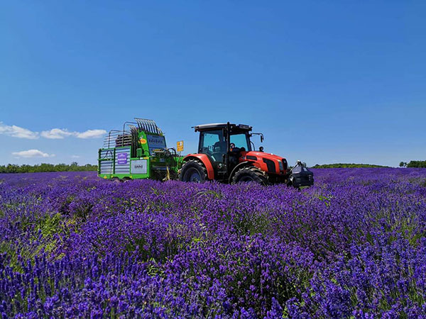 macchine agricole per la raccolta di erbe aromatiche, medicinali ed ortaggi in foglia macchine agricole per la raccolta di erbe aromatiche, medicinali ed ortaggi in foglia